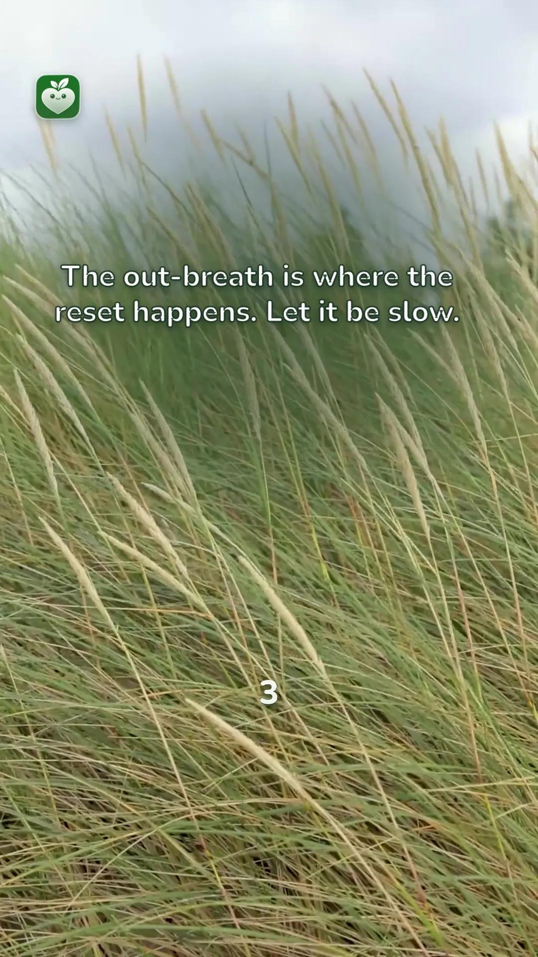 field scene with the line: The out-breath is where the reset happens. Let it be slow.