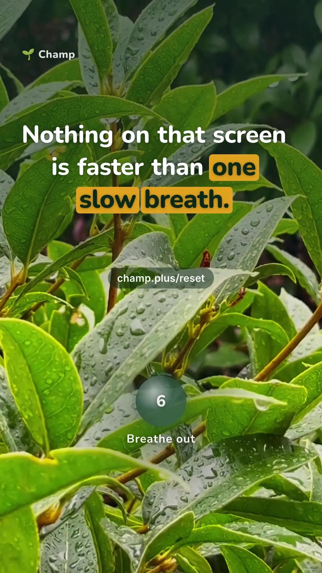rain scene with the line: Nothing on that screen is faster than one slow breath.